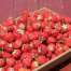 Thumbnail image for Picking Strawberries at Shelburne Farm